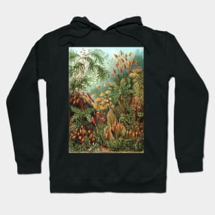 Tropical Moss Muscinae by Ernst Haeckel Hoodie